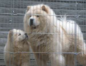 CHOW CHOW TOATE CULORILE-direct de la crescator
