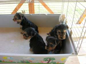 Vand  pui superbi de yorkshire terrier