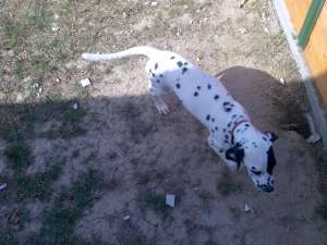 Vand catelusa Dalmatian