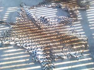vand piei diverse de sarpe leopard.crocodil