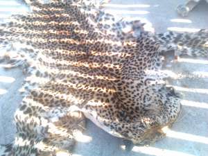 vand piei diverse de sarpe leopard.crocodil