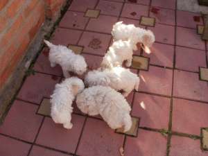 Vand urgent pui bichon bolognese