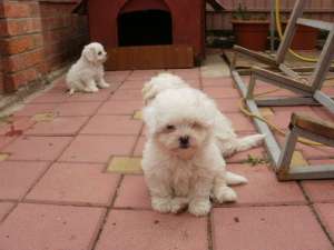 Vand urgent pui bichon bolognese