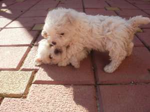 Vand urgent pui bichon bolognese