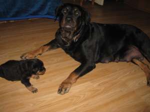Rottweiler