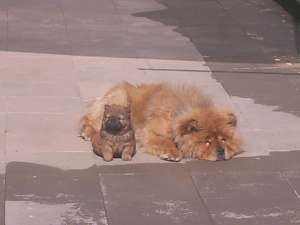 CHOW CHOW
