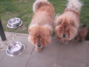 CHOW CHOW
