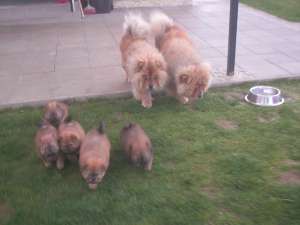 CHOW CHOW