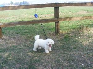 Bichon Bolognese mascul
