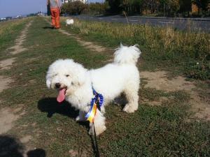 Bichon Bolognese mascul