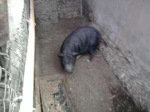 Porci vitnamezi de vanzare