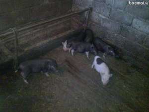Porci vitnamezi de vanzare