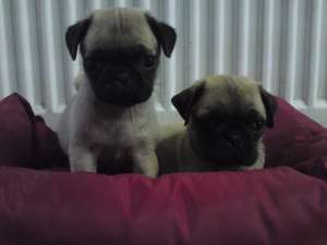 vand pui mops / pug bej