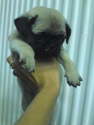 vand pui mops / pug bej