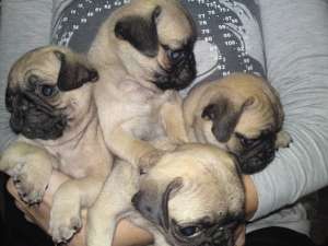 vand pui mops / pug bej