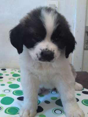 vand pui saint bernard