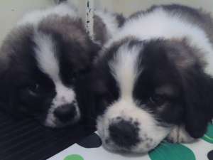 vand pui saint bernard