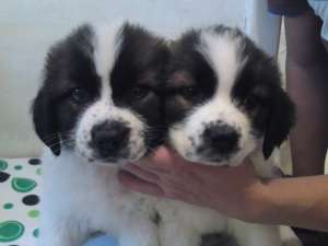 vand pui saint bernard