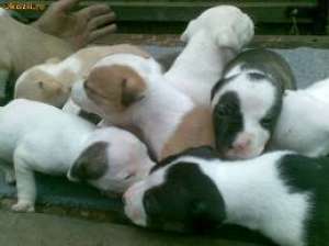 vand pui amstaff