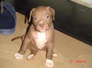 vand pui amstaff
