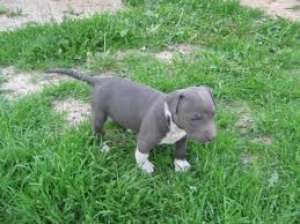 vand pui amstaff blue din parinti cu pedigree