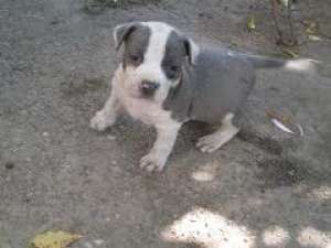 vand pui amstaff blue din parinti cu pedigree