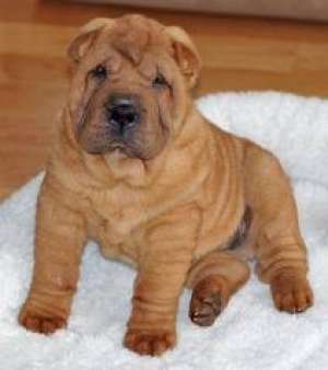 vand pui shar pei din parinti cu pedigree