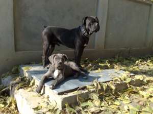 vand pui cane corso superbi