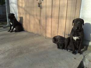 vand pui cane corso superbi