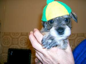 SCHNAUZER PITIC SARE & PIPER