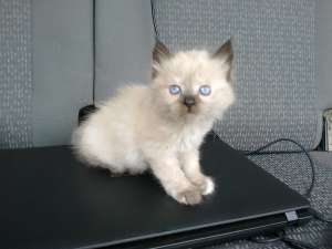 pisoi Angora Turceasca