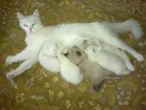 pisoi Angora Turceasca