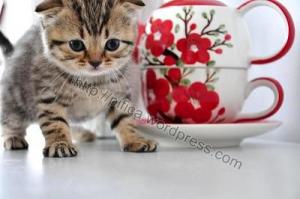 Vand puiuti british shorthair silver tabby si scottish fold brown spotted  tabby deosebiti