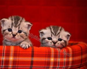 Vand puiuti british shorthair silver tabby si scottish fold brown spotted  tabby deosebiti