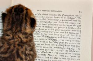 Vand puiuti british shorthair silver tabby si scottish fold brown spotted  tabby deosebiti