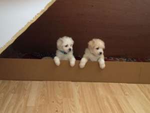 vand pui bichon 100 euro