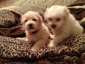 vand pui bichon 100 euro
