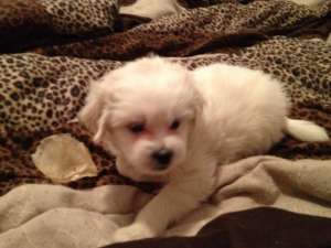 vand pui bichon 100 euro