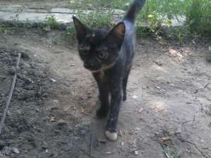 PISI pentru adoptie, are 5 luni jumatete, urmeaza sa fie sterilizata cel tarziu pe 20, cauta un stap