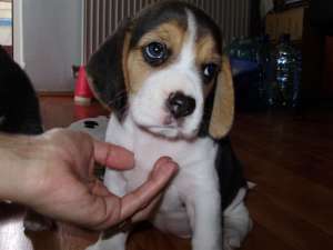 vand fetite beagle tricolor
