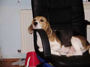 vand fetite beagle tricolor