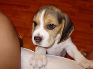 vand fetite beagle tricolor
