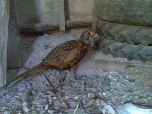 vand fazani comuni