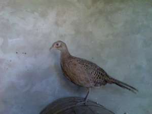 vand fazani comuni