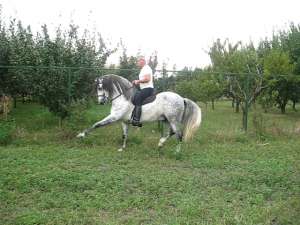 Armasar Andaluz de vanzare