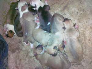 Vand pui Amstaff