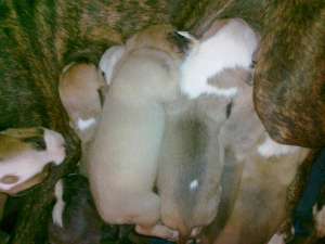Vand pui Amstaff