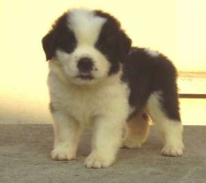 Saint Bernard pui de vanzare