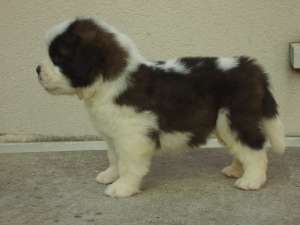 Saint Bernard pui de vanzare