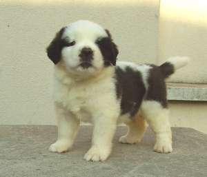 Saint Bernard pui de vanzare